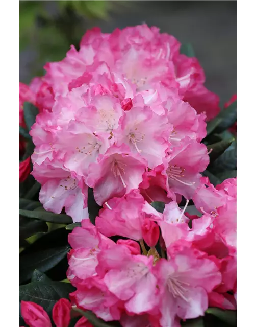 Yaku-Rhododendron 'Fantastica'