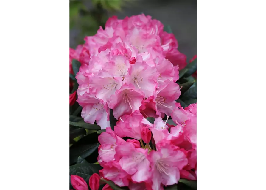 Yaku-Rhododendron 'Fantastica'