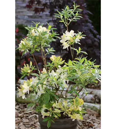 Rhododendron viscosum 'Weston's Lemon Drop'