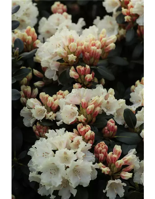 Yaku-Rhododendron 'Flava'