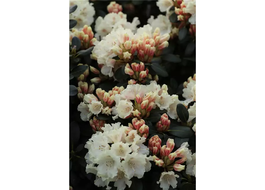 Yaku-Rhododendron 'Flava'