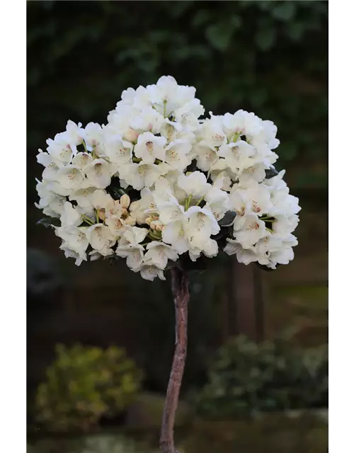 Yaku-Rhododendron 'Flava'