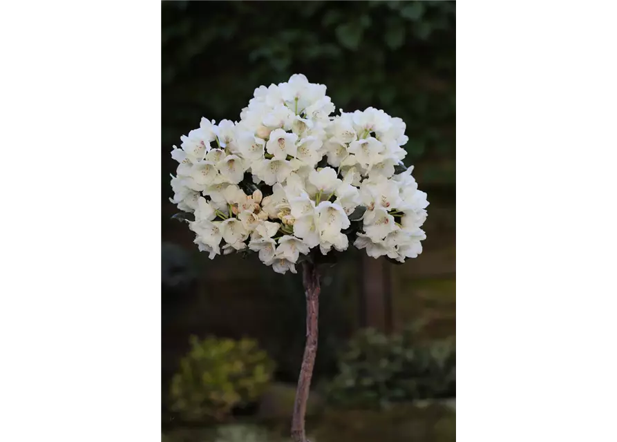 Yaku-Rhododendron 'Flava'