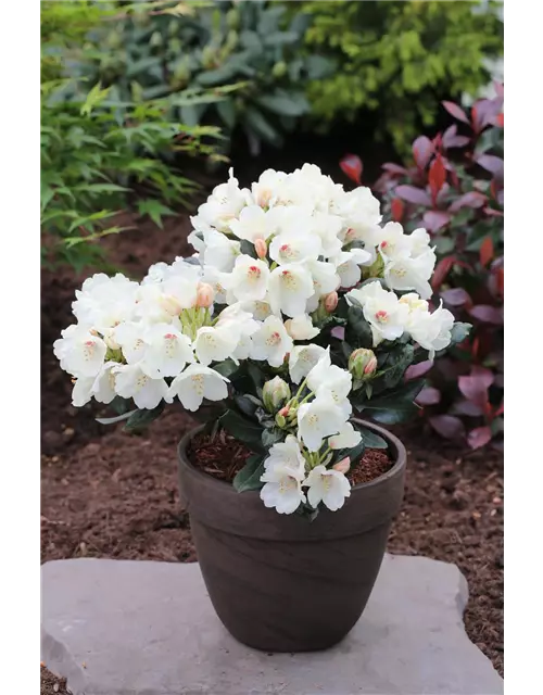 Yaku-Rhododendron 'Flava'