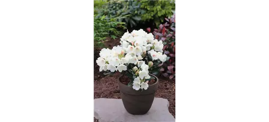 Yaku-Rhododendron 'Flava'