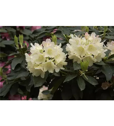 Yaku-Rhododendron 'Golden Torch'