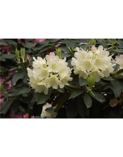 Yaku-Rhododendron 'Golden Torch'