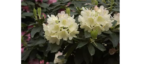 Yaku-Rhododendron 'Golden Torch'