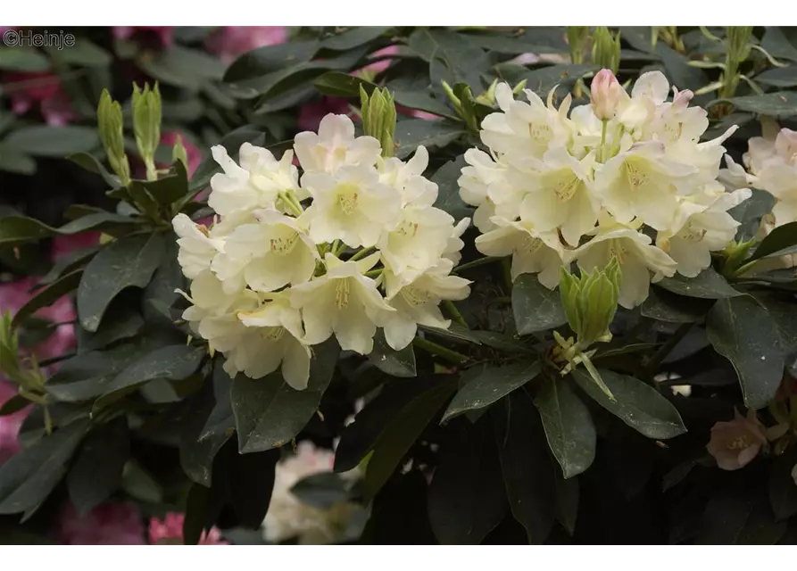 Yaku-Rhododendron 'Golden Torch'