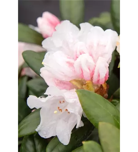 Rhododendron 'Hydon Velvet'