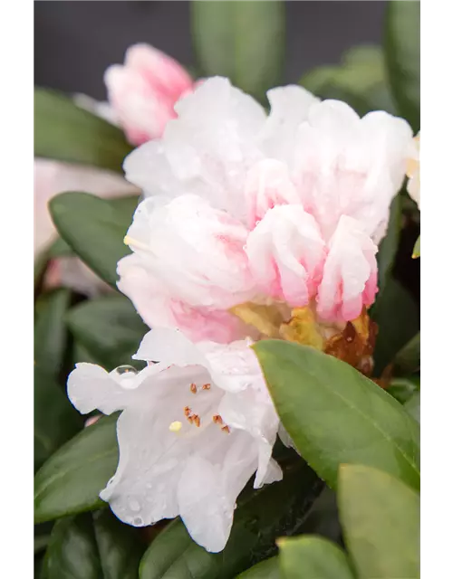 Rhododendron 'Hydon Velvet'