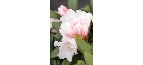 Rhododendron 'Hydon Velvet'