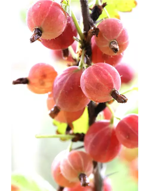 Ribes uva-crispa 'Hinnonmäki rot' CAC II