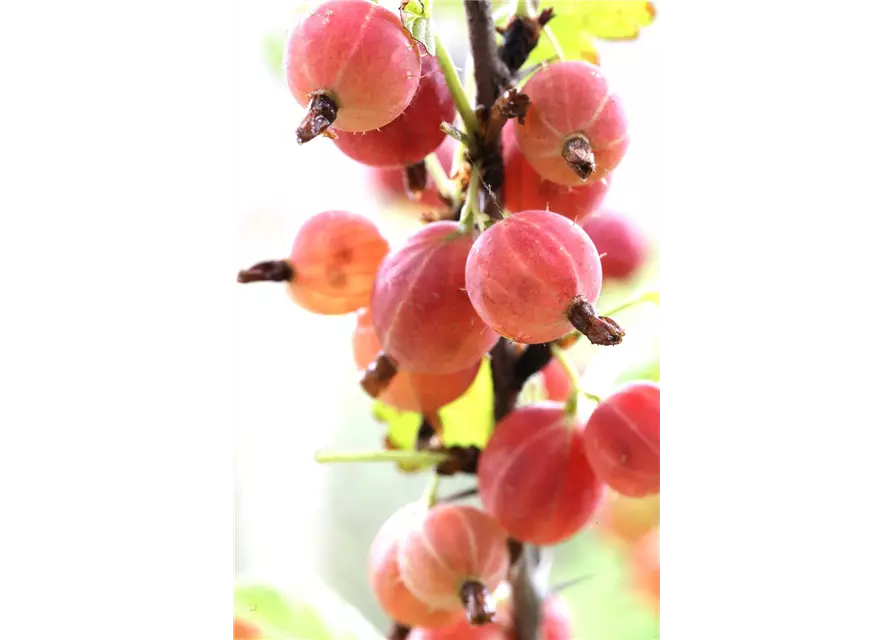 Ribes uva-crispa 'Hinnonmäki rot' CAC II