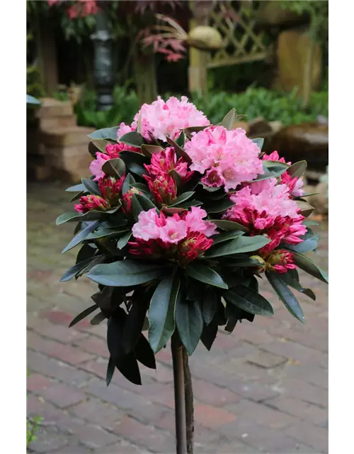 Rhododendron yakushimanum 'Heinje's Zauberflöte'