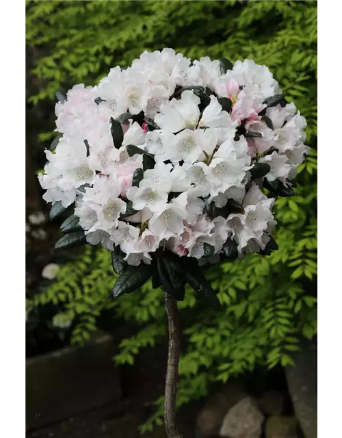 Rhododendron 'Hydon Velvet'