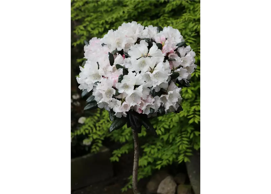 Rhododendron 'Hydon Velvet'