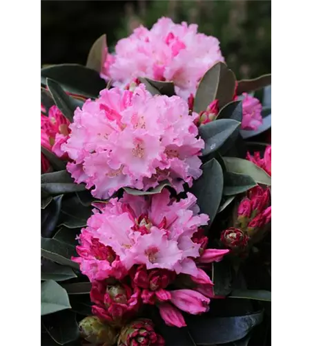 Rhododendron yakushimanum 'Heinje's Zauberflöte'