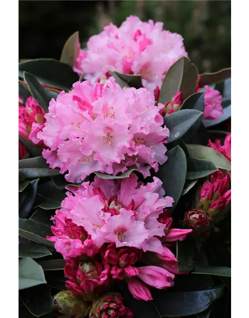 Rhododendron yakushimanum 'Heinje's Zauberflöte'