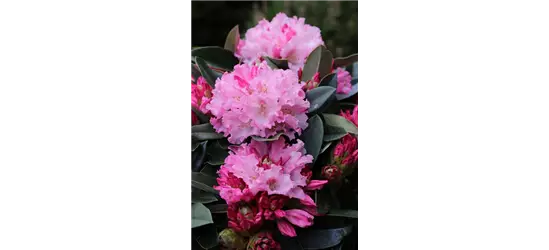 Rhododendron yakushimanum 'Heinje's Zauberflöte'