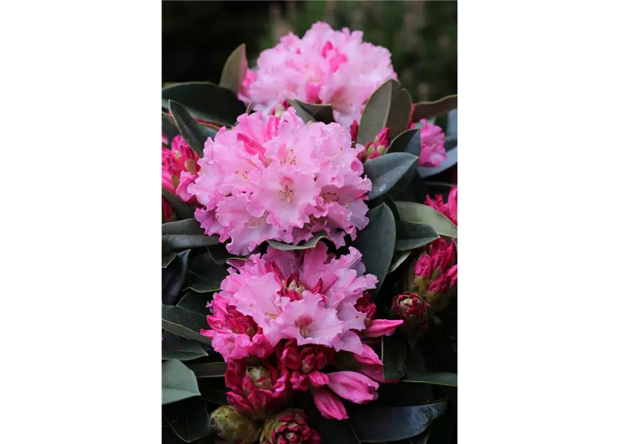 Rhododendron yakushimanum 'Heinje's Zauberflöte'