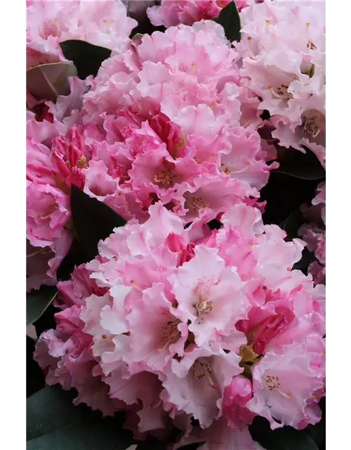 Rhododendron yakushimanum 'Heinje's Zauberflöte'