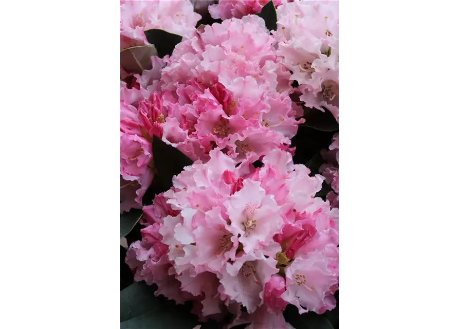 Rhododendron yakushimanum 'Heinje's Zauberflöte'