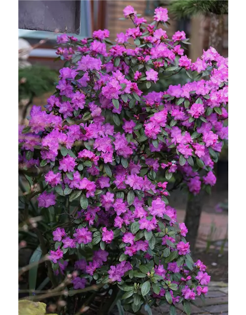 Karolina-Rhododendron 'P.J. Mezitt'