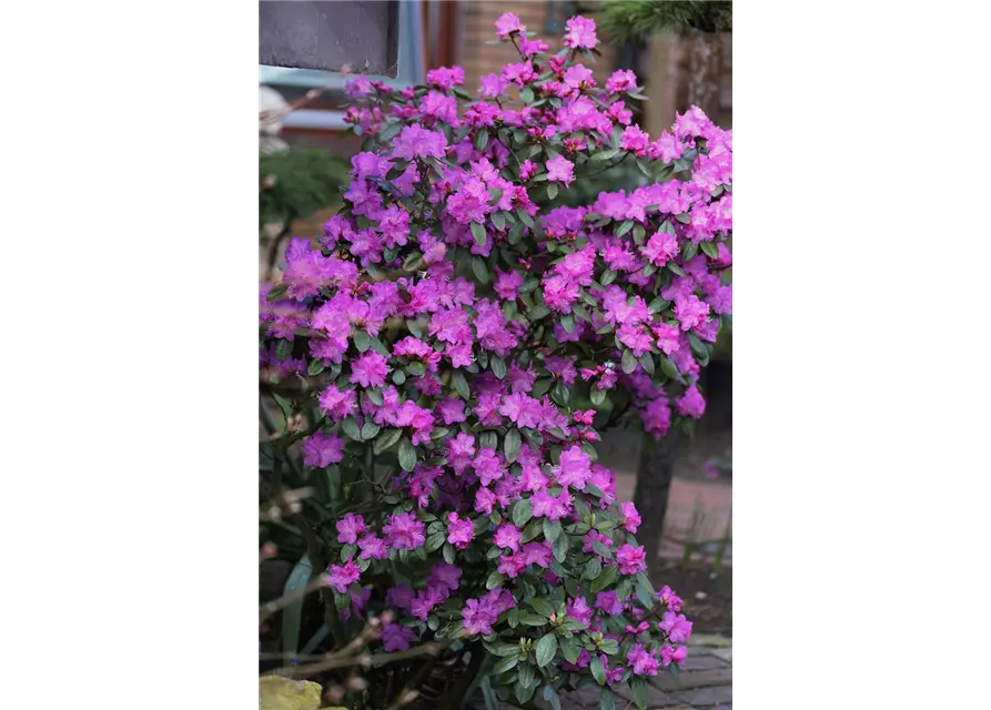 Karolina-Rhododendron 'P.J. Mezitt'