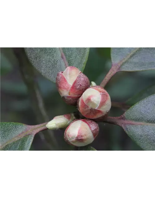 Karolina-Rhododendron 'P.J. Mezitt'