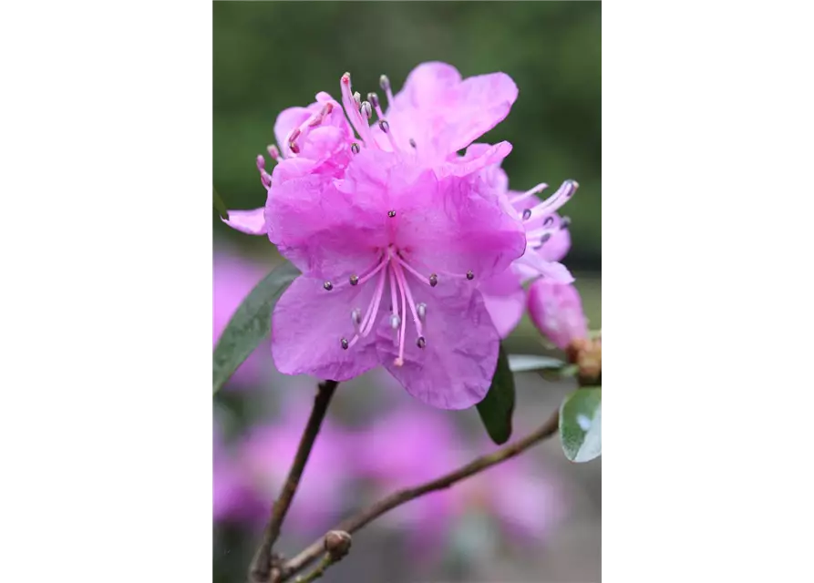 Karolina-Rhododendron 'P.J. Mezitt'