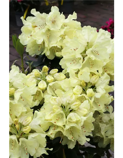 Rhododendron 'Goldkrone'®