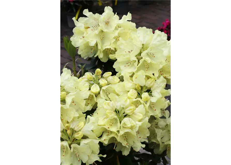 Rhododendron 'Goldkrone'®