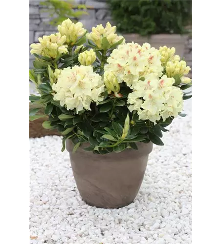 Rhododendron 'Goldkrone'®