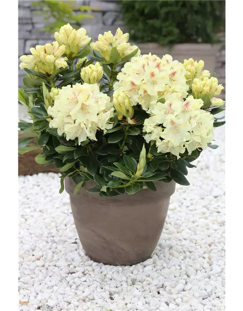 Rhododendron 'Goldkrone'®