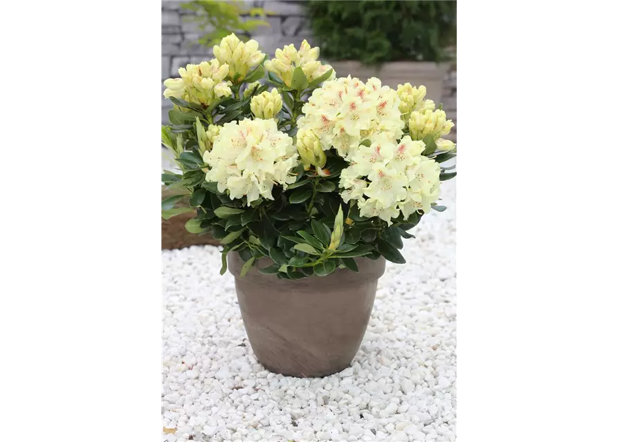 Rhododendron 'Goldkrone'®