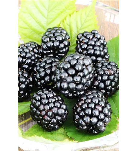 Rubus fruticosus 'Triple Crown'®