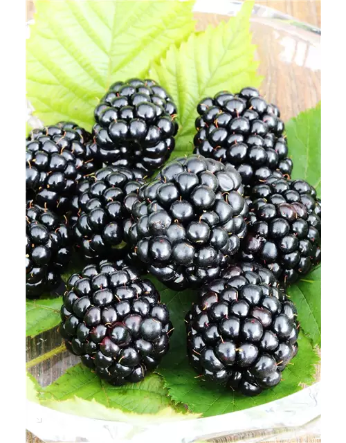 Rubus fruticosus 'Triple Crown'®