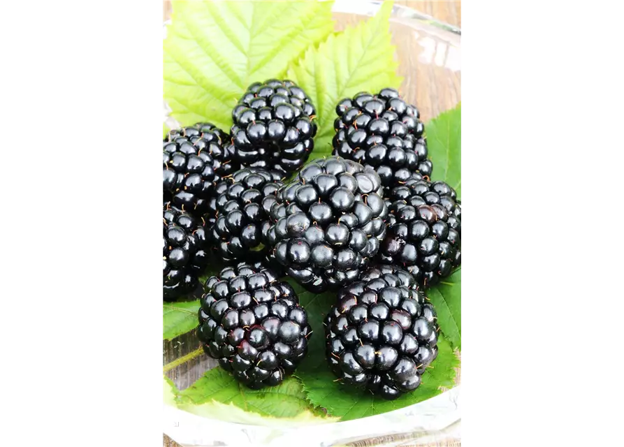 Rubus fruticosus 'Triple Crown'®