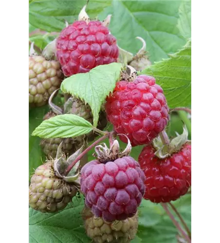 Rubus idaeus 'Heritage'