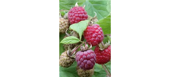 Rubus idaeus 'Heritage'