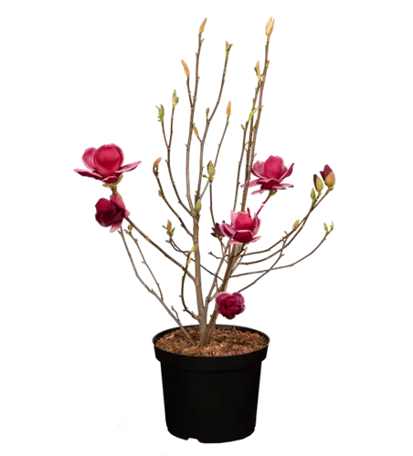 Magnolie 'Genie'®