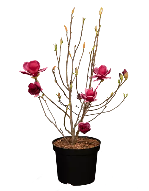 Magnolie 'Genie'®