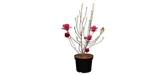 Magnolie 'Genie'®