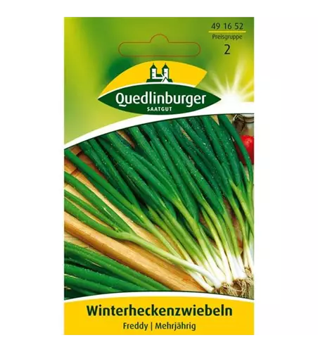 Winterheckenzwiebeln 'Freddy'