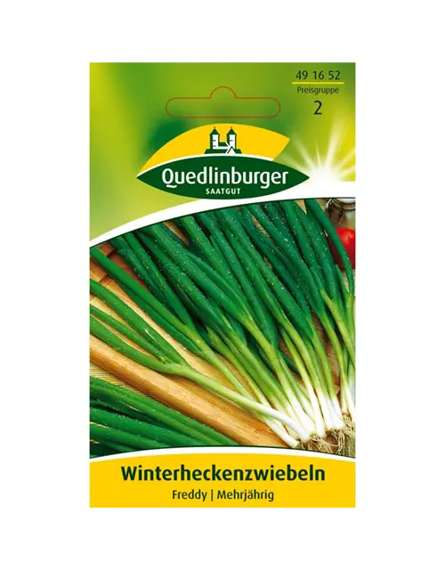 Winterheckenzwiebeln 'Freddy'