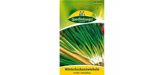 Winterheckenzwiebeln 'Freddy'