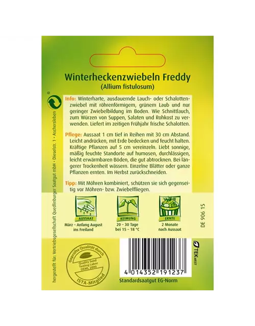 Winterheckenzwiebeln 'Freddy'