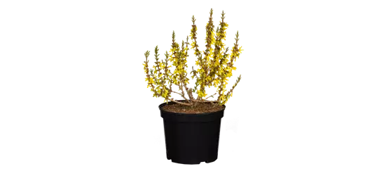 Forsythie 'Mikador'®