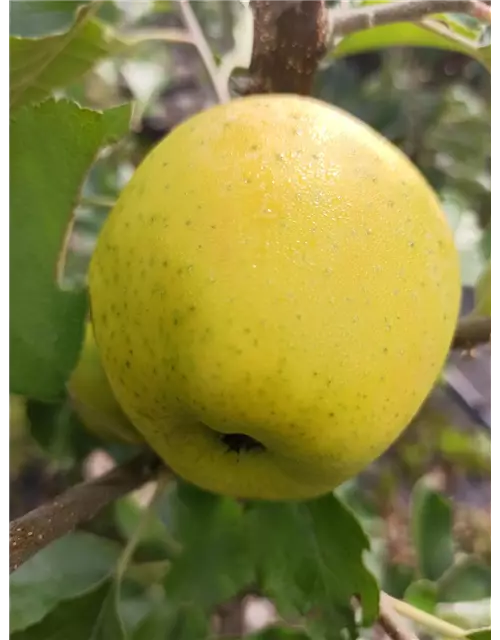 Apfel 'Ananasrenette'